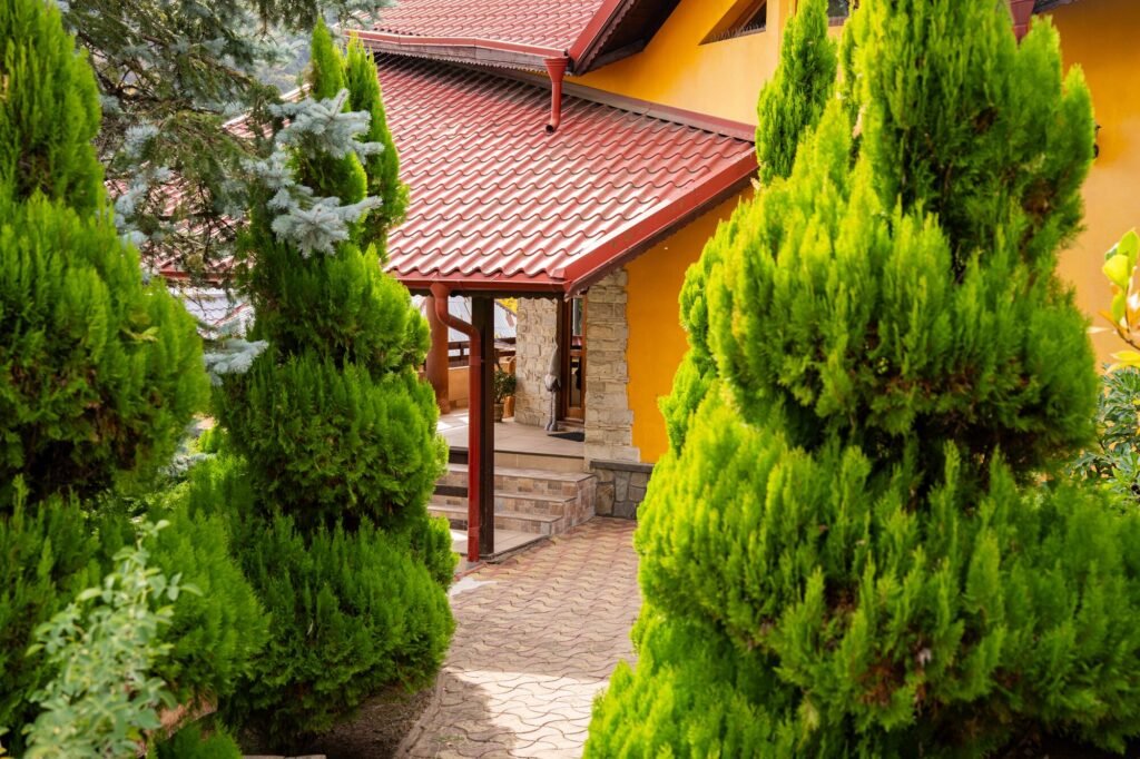 Aleea de la intrare, mărginită de tuia